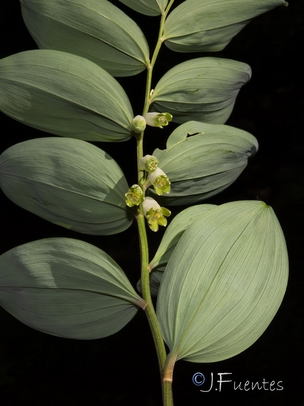 Polygonatum odoratum.29