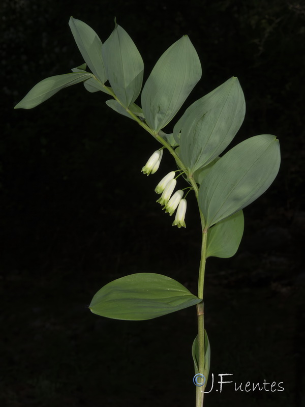 Polygonatum odoratum.30