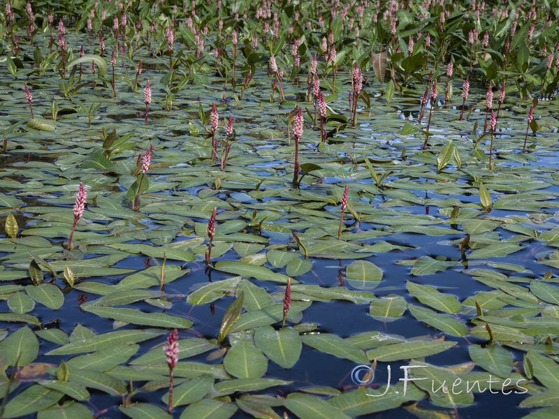 Polygonum amphibium.03