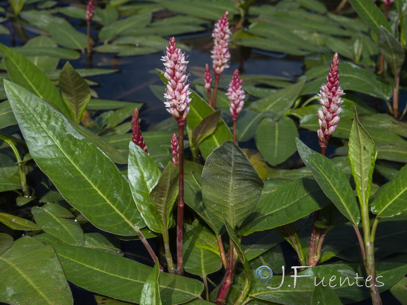 Polygonum amphibium.05