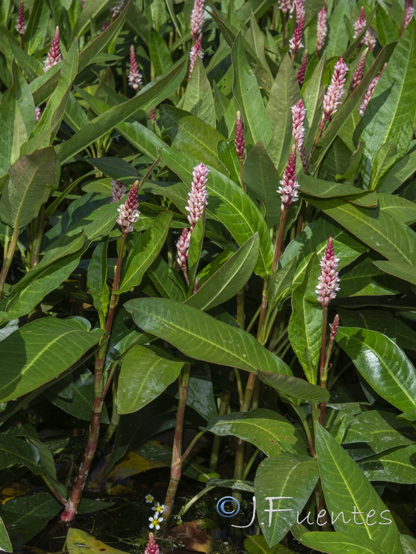 Polygonum amphibium.06