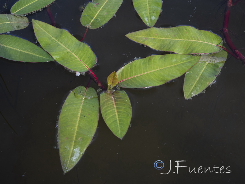 Polygonum amphibium.08