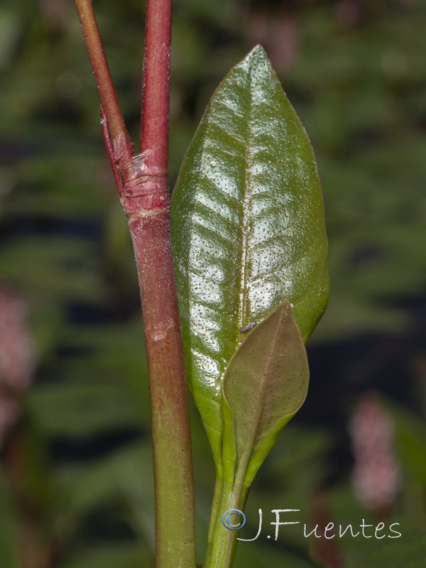 Polygonum amphibium.09