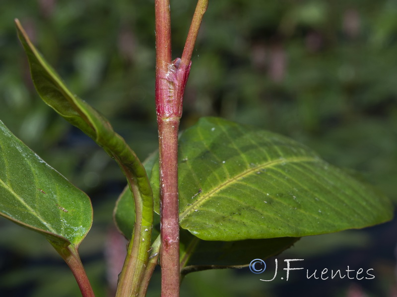 Polygonum amphibium.10