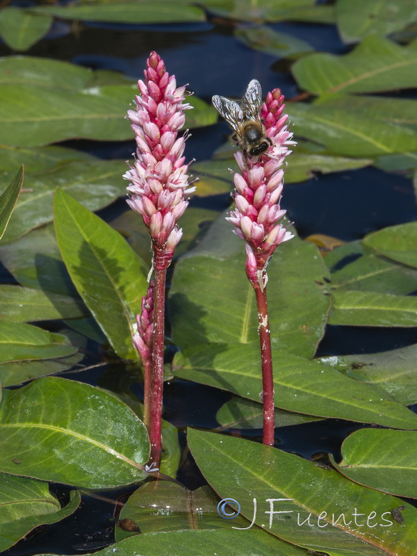 Polygonum amphibium.14