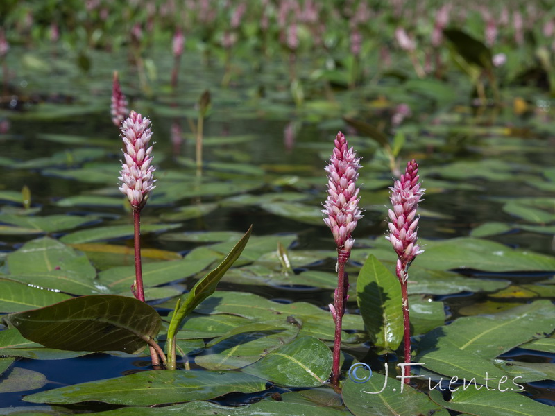 Polygonum amphibium.15