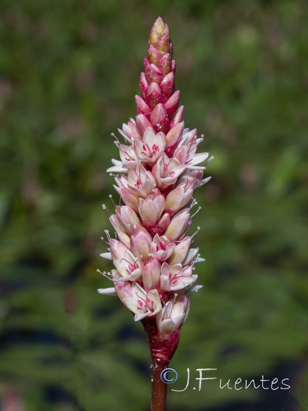 Polygonum amphibium.16