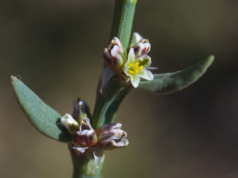 Polygonum arenastrum.07