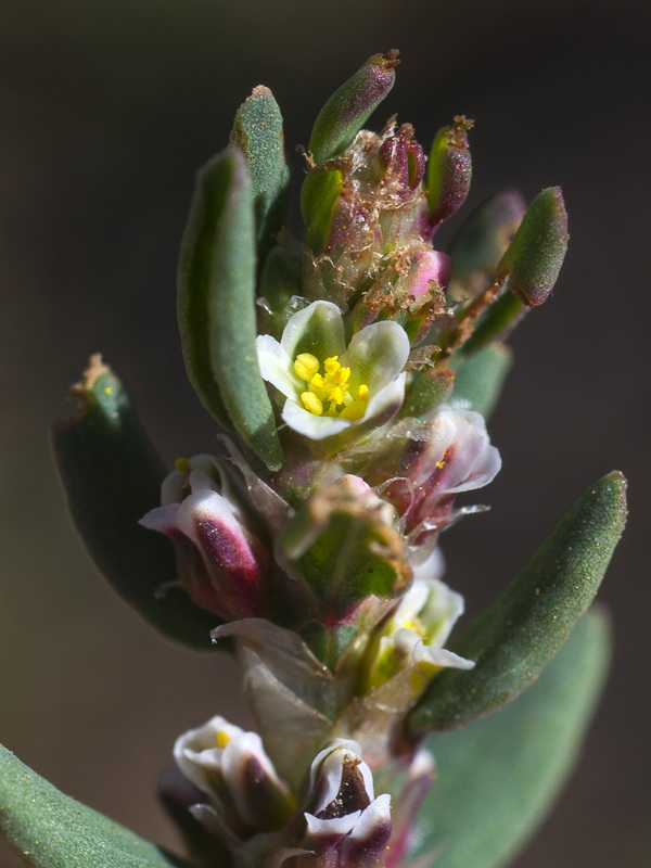 Polygonum arenastrum.09