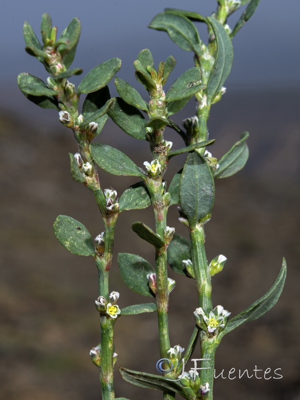 Polygonum arenastrum.10