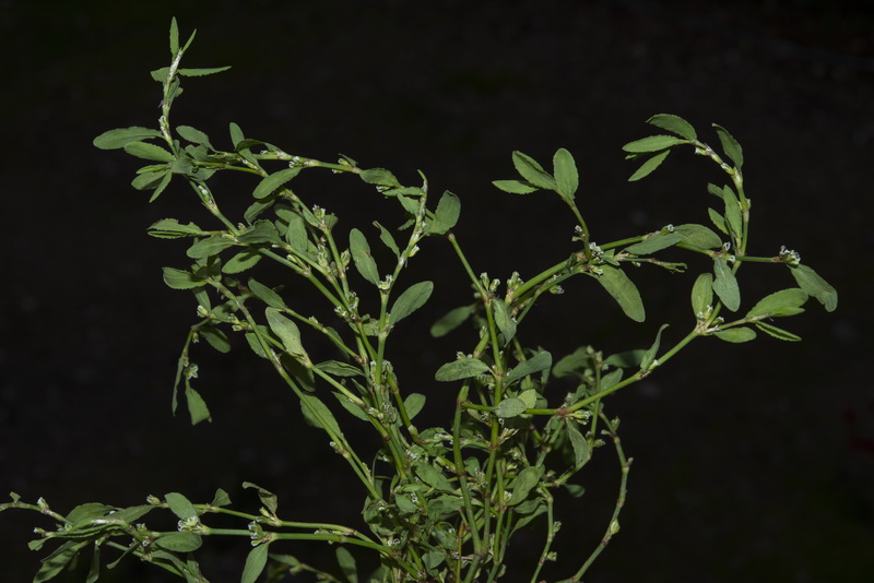 Polygonum arenastrum.11
