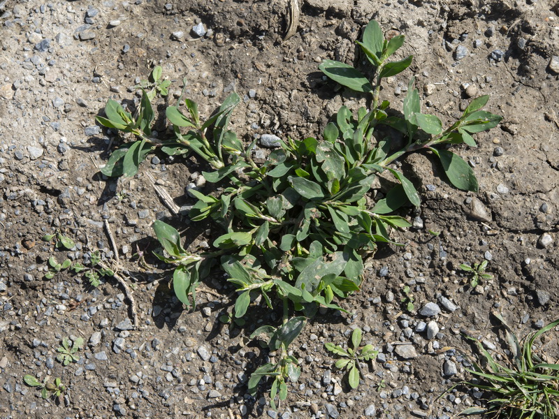 Polygonum arenastrum.13