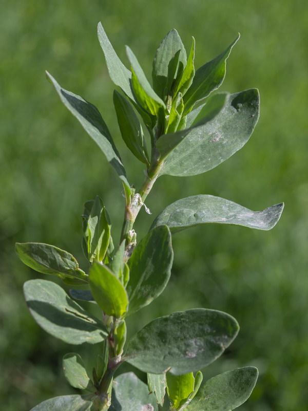 Polygonum arenastrum.14