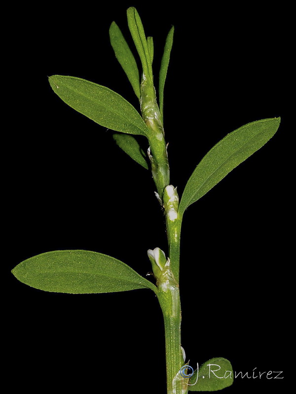 Polygonum aviculare.01