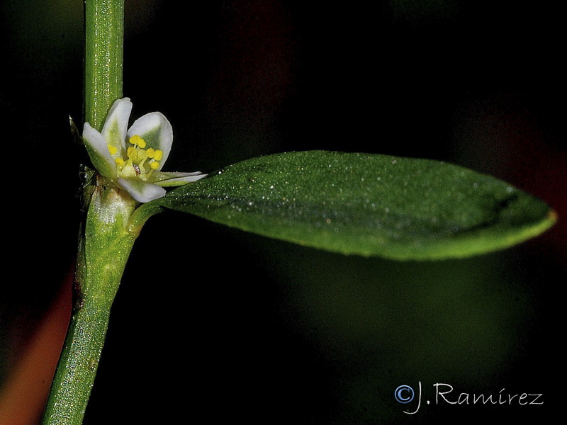 Polygonum aviculare.02