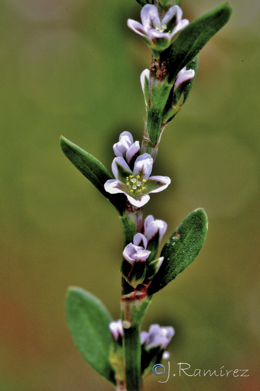 Polygonum aviculare.03