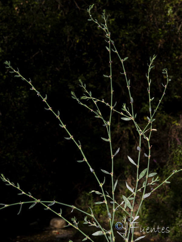 Polygonum aviculare.04