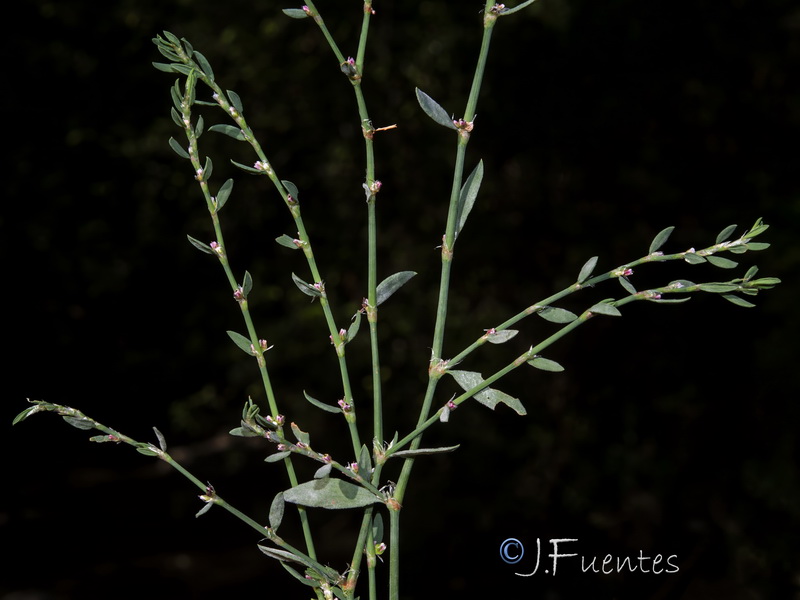 Polygonum aviculare.05