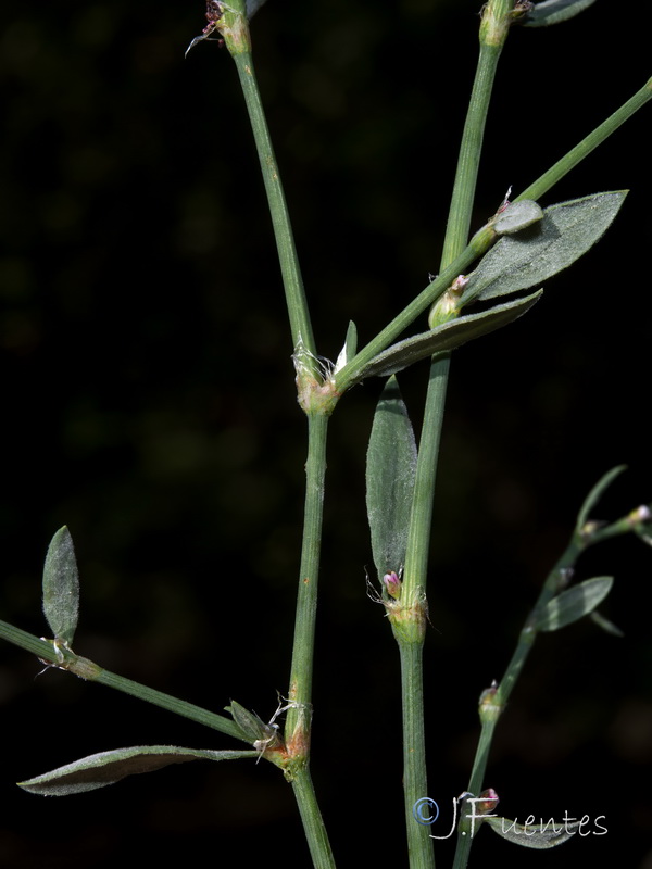 Polygonum aviculare.06