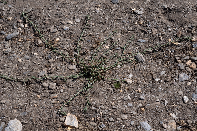 Polygonum aviculare.07