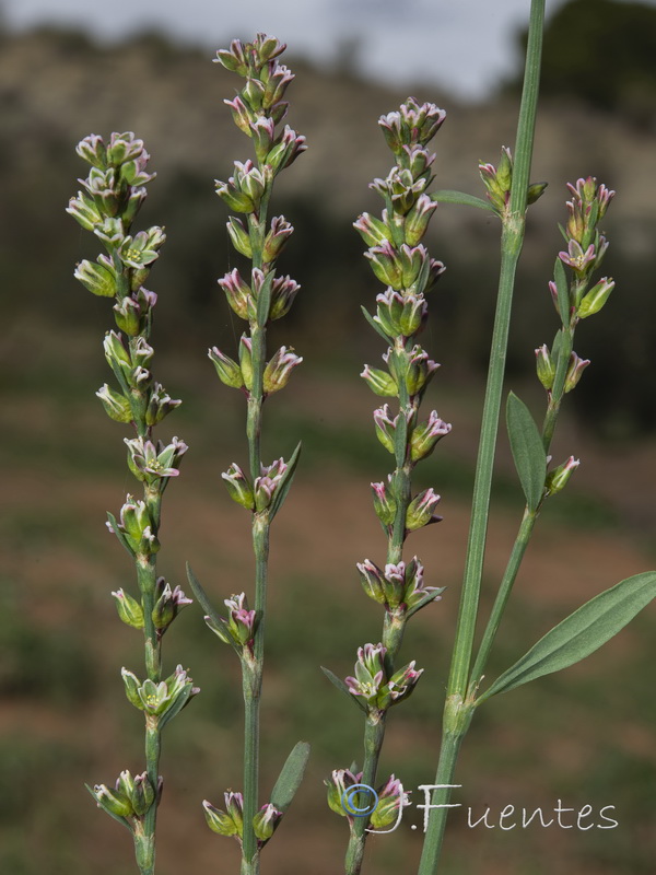 Polygonum bellardii.01