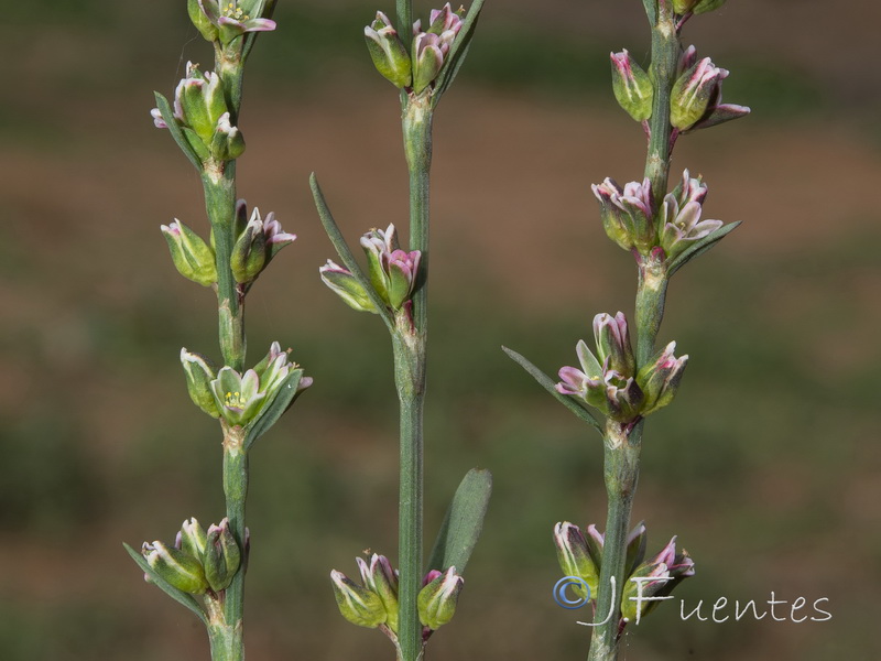 Polygonum bellardii.02