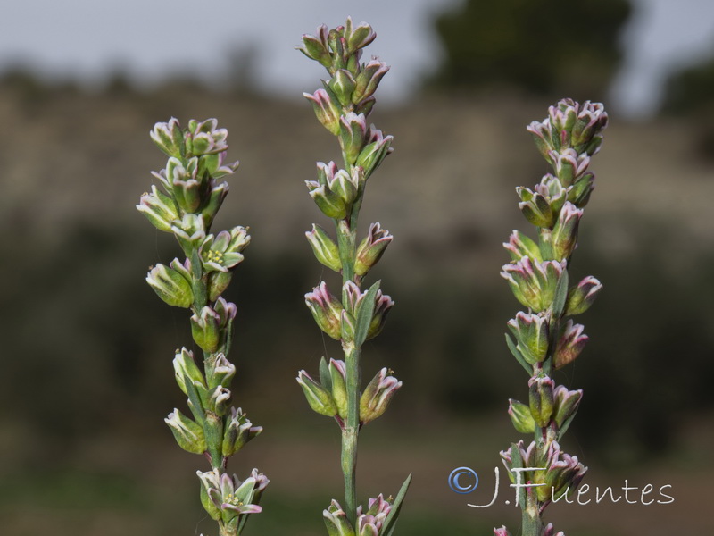 Polygonum bellardii.03