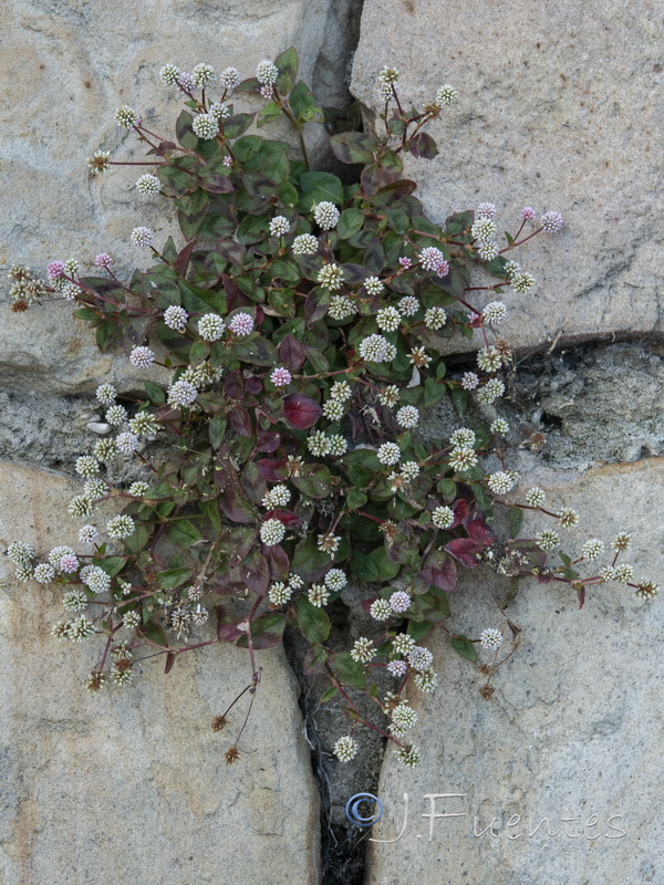 Polygonum capitatum.01