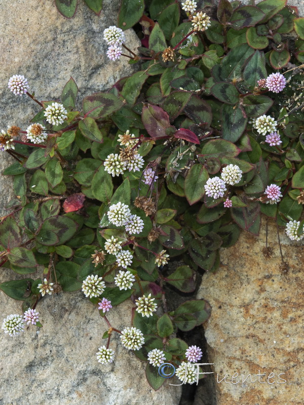 Polygonum capitatum.03