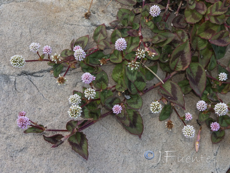 Polygonum capitatum.04