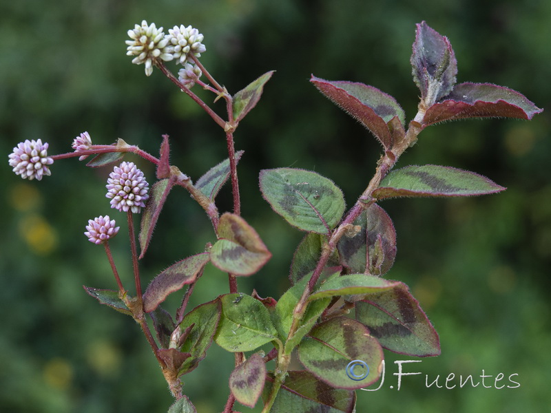 Polygonum capitatum.05