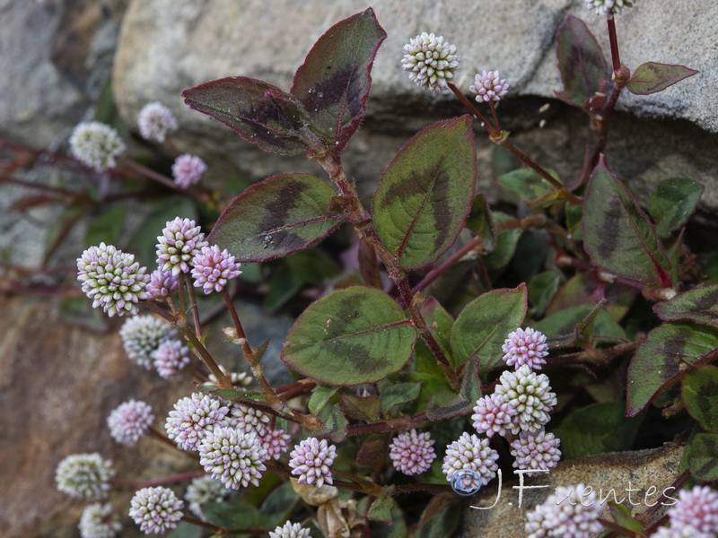 Polygonum capitatum.06