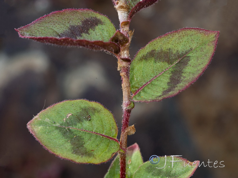 Polygonum capitatum.07