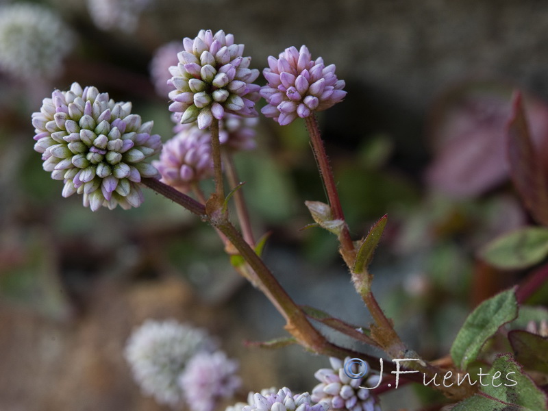 Polygonum capitatum.08