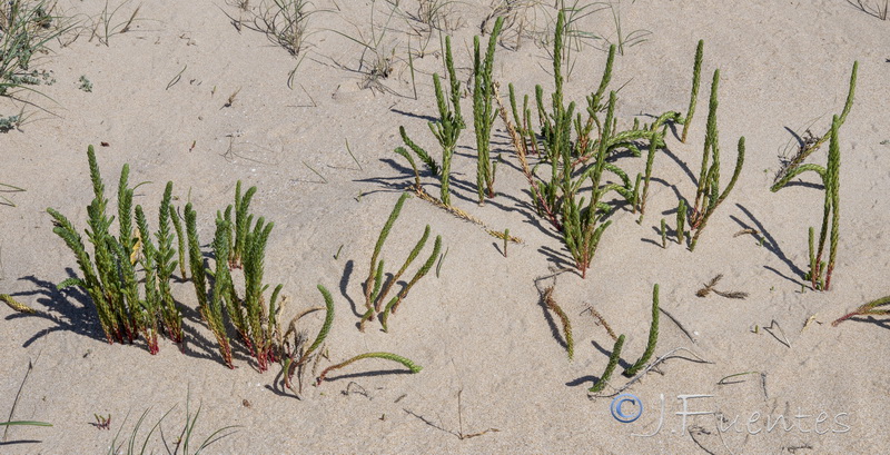 Polygonum maritimum.14