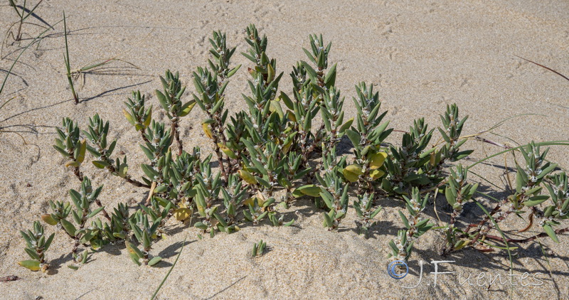 Polygonum maritimum.16