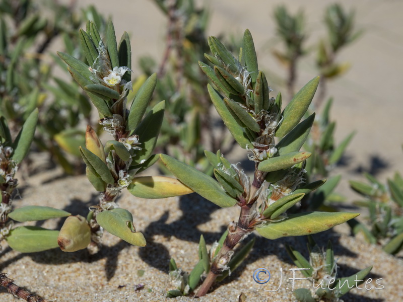 Polygonum maritimum.18