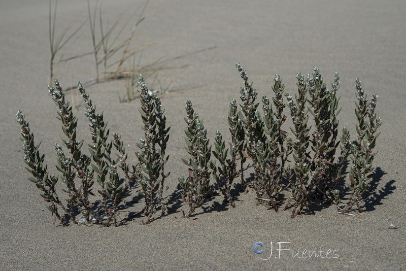 Polygonum maritimum.20