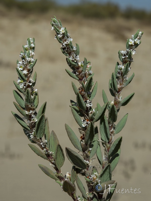 Polygonum maritimum.21