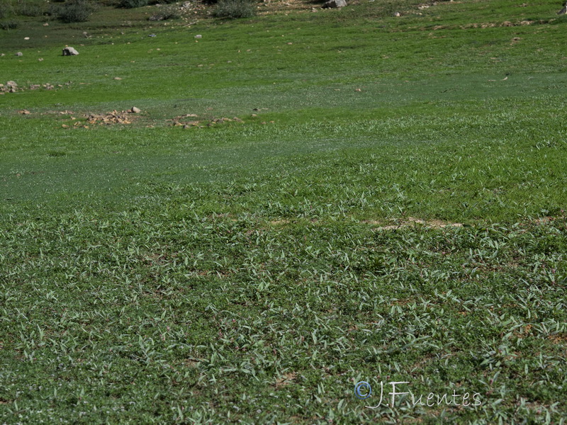 Polygonum persicaria.19