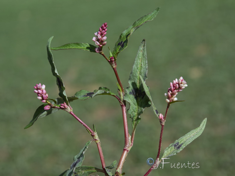 Polygonum persicaria.20