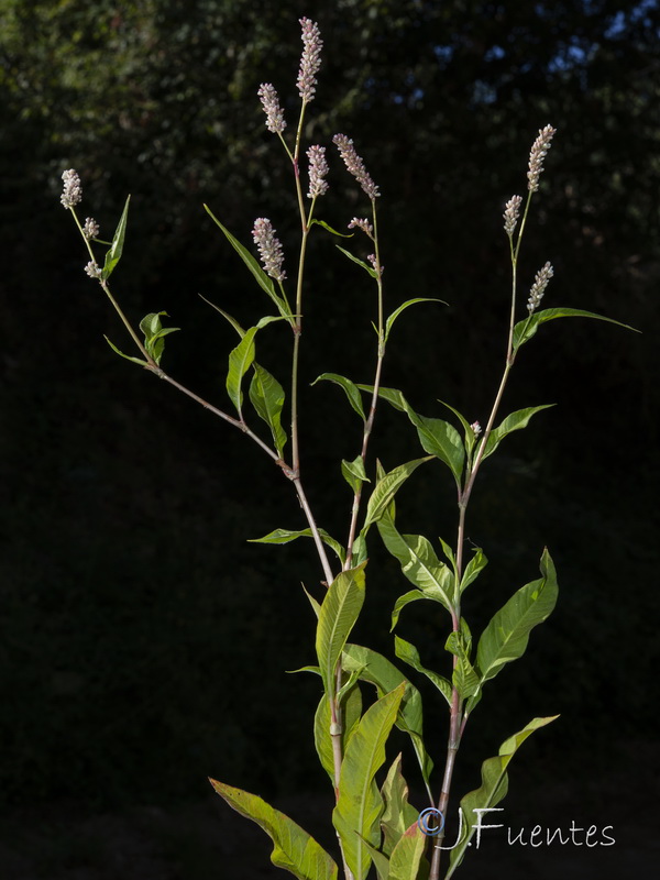 Polygonum persicaria.21