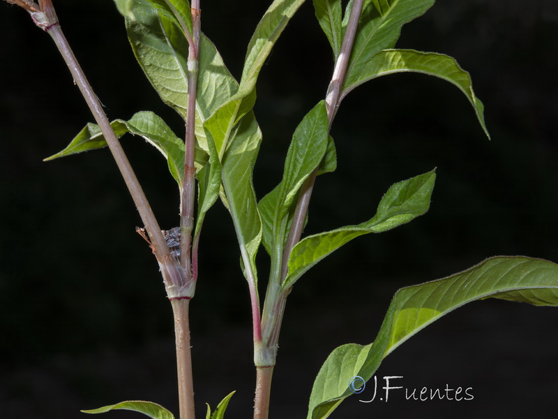 Polygonum persicaria.22