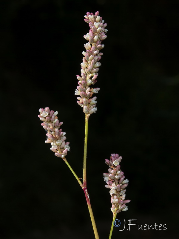 Polygonum persicaria.23