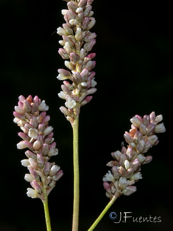 Polygonum persicaria.18
