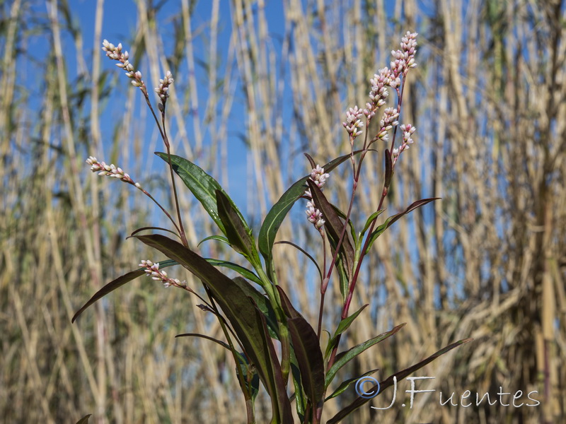 Polygonum salicifolium.03