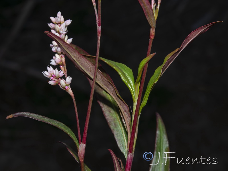 Polygonum salicifolium.05