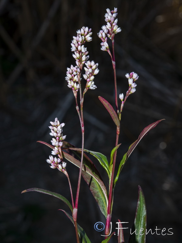 Polygonum salicifolium.06