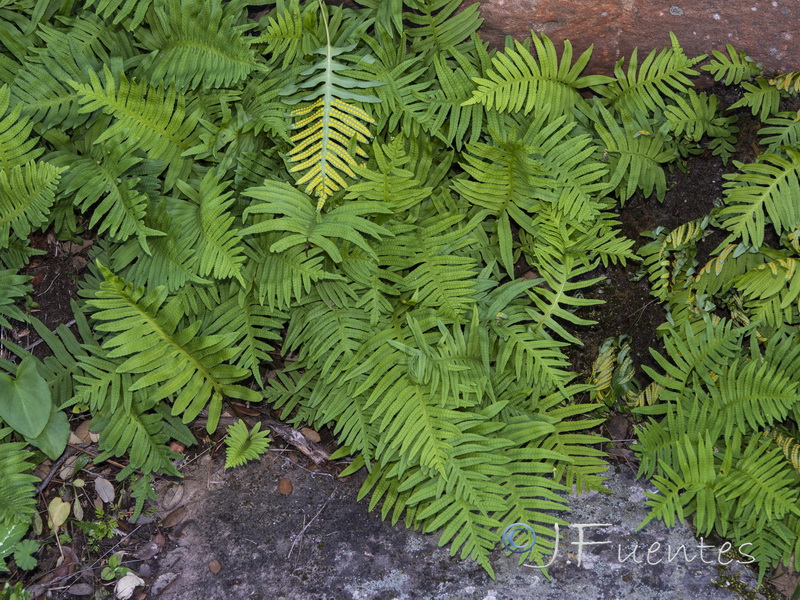 Polypodium cambricum cambricum.03