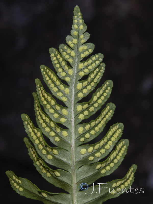 Polypodium cambricum cambricum.04